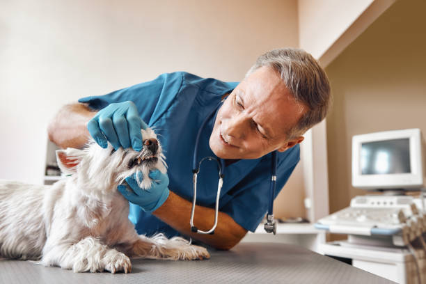 Best Emergency Treatment for Dental Infections or Abscesses in Columbus, TX